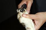 GRIFFES - CHIEN 024